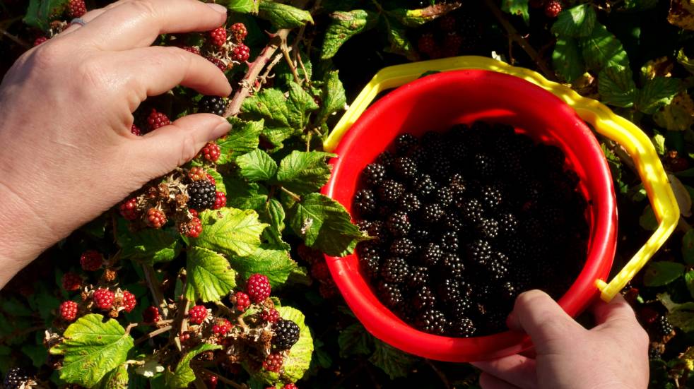 24 uk summer foraging